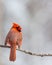 Male Cardinal with Wings Fluffed