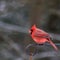 Male Cardinal - Winter