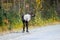 MALE CARIBOU REINDEER WITH ANTLERS ON SIDE OF ROAD IN FALL