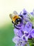 Male Carpenter Bee with Yellow Face on Blue Cardinal Flowers