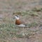 Male of Caspian plover Charadrius asiaticus in desert near