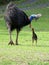 Male cassowary with chick