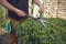 Male in casual clothes is trimming a green bush using hedge shears on his backyard. Gloves in pocket. Worker landscaping