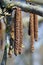 Male catkins on common hazel