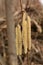 Male catkins common hazel Corylus avellana L. â€“ leszczyna pospolita