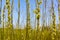 Male catkins on a willow Salix sp. in the afternoon spring sun