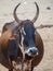 Male cattle with piercing horns