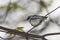 Male Cerulean Warbler, Setophaga cerulea, perched in a tree