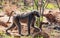 Male Chacma Baboon