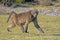 Male Chacma Baboon