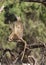 Male Chacma Baboon agressive display