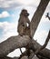 Male Chacma Baboon (Papio Ursinus) sitting on a branch at Kruger National Park