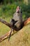 Male chacma baboon yawning