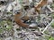 Male chaffinch among dead leaves