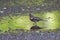 Male chaffinch drinking and bathing in the puddle with green reflection