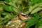 Male chaffinch is feeding chicks in nest