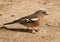 Male Chaffinch feeding on the ground.