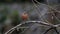 Male chaffinch feeding in the woods in Yorkshire