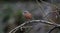 Male chaffinch feeding in the woods in Yorkshire