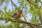 A male Chaffinch on a forest perch in New Zealand.