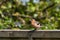 Male Chaffinch Fringilla coelebs perched on garden fence