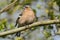 Male Chaffinch Fringilla Coelebs perched on a twig looking right bathed in warm spring sunlight