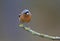 Male Chaffinch on a Lichen covered perch