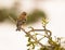 Male Chaffinch on myrtle plant