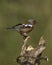 Male Chaffinch perched on dead wood