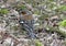 Male chaffinch perched on the ground among dead leaves