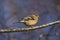 Male chaffinch perched on a twig