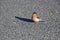 Male chaffinch on a road