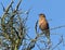 Male chaffinch singing among twigs