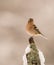 Male Chaffinch with snow