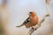 Male chaffinch in spring forest