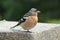 male chaffinch on a wall