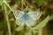 Male Chalkhill Blue buttterfly, Polyommatus coridon, on nettle leaf