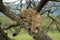 Male cheetah lies in tree looking up