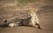 A male cheetah lying on a dirt road in Kenya, panting