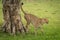 Male cheetah marking his territory on tree