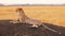 Male cheetah in Masai Mara