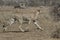 Male cheetah running across the savannah against the background