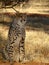 Male Cheetah at sunset in grass in Namibia