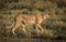 Male Cheetah yawning as it walks in the Serengeti National Park, Tanzania