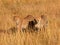 Male cheetahs in Masai Mara