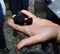 Male chef hand holding black truffles for showing before slicing and grating them