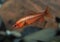 Male Cherry Barb in an Aquarium