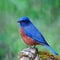 Male Chestnut-bellied Rock-Thrush