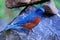 Male Chestnut-bellied Rock-Thrush