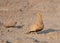 Male Chestnut-bellied sandgrouse